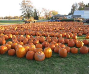 Accessible pumpkin patches Michigan