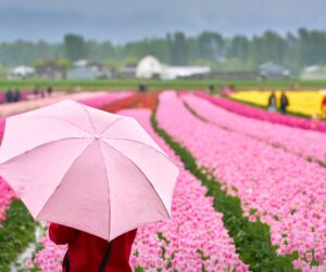 Wheelchair-Friendly Festivals and Fairs in Michigan